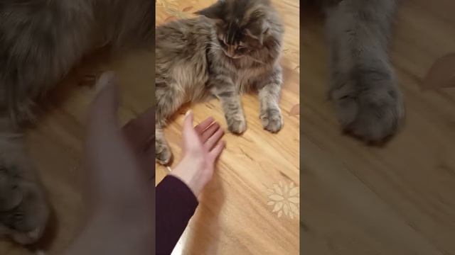 Врединка Мейн кун) смотреть онлайн