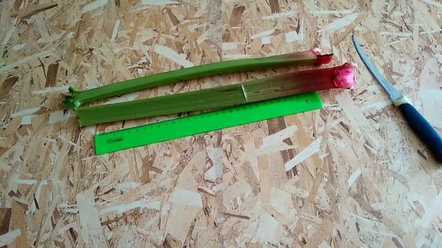 Многолетний ревень. С ранней весны неповторимый вкус смотреть онлайн