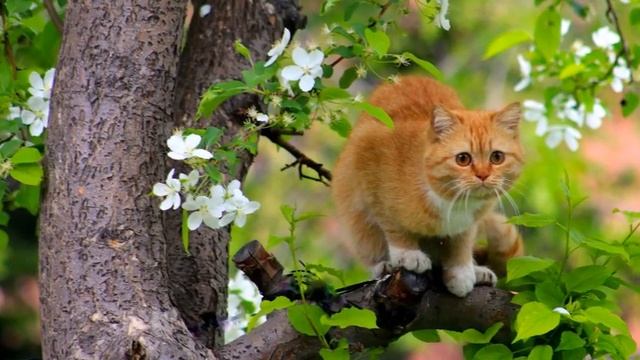 Забавные коты и кошки. Коты на дереве красивые фото. смотреть онлайн