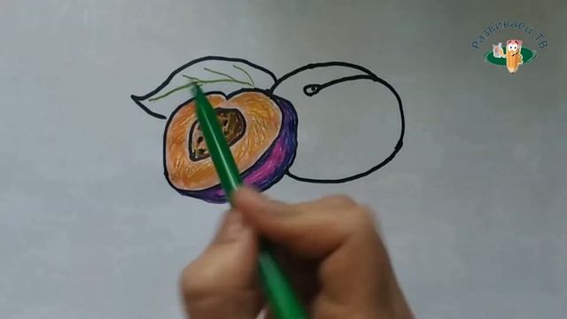 Рисуем сливу | Draw a plum | 画李子 смотреть онлайн