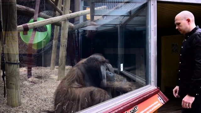 ФОКУС ДЛЯ ОРАНГУТАНГА))) смотреть онлайн