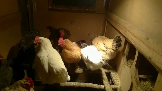 КУРЫ зимой несутся как ЛЕТОМ смотреть онлайн