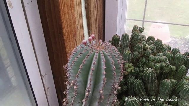 Euphorbia collection part one смотреть онлайн