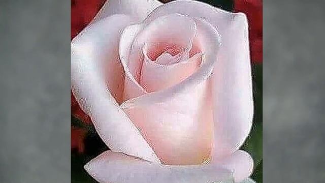 МОИ СТИХИ. Исполни, мой Господь, одно мое желанье. (Тина АНСАРОВА) смотреть онлайн