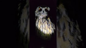 А вы светили в сову фонариком? @yoll