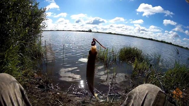Ловля дикого карася в июне на подмосковном озере. смотреть онлайн