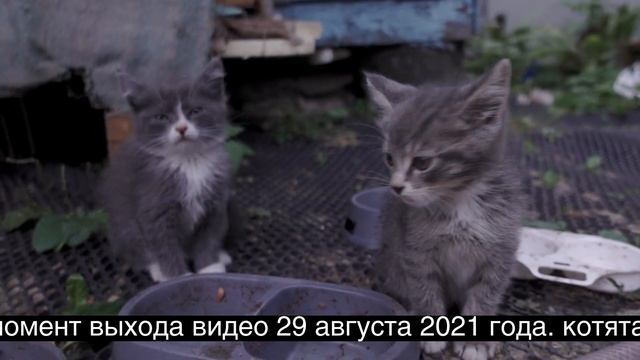 Котята в добрые руки. Наро-Фоминский район смотреть онлайн