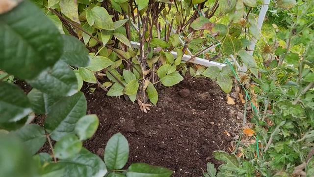 Сделайте ТАК с КЛЕМАТИСАМИ ОСЕНЬЮ, если ХОТИТЕ СТЕНУ из ЦВЕТОВ. Обрезка, подкормка, укрытие смотреть онлайн