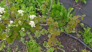 Канадская ирга Мартин размножается без проблем