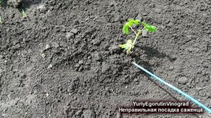 ?  Эту ошибку при посадке винограда невозможно затем исправить. Посадка саженцев винограда.