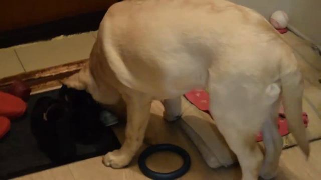 Лабрадор резвится по квартире