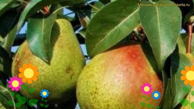 Груша обыкновенная Гера. Краткий обзор, описание характеристик Pyrus Communis Gera