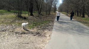 Воспитание щенка. ч.2 Для чего нужны прогулки.
