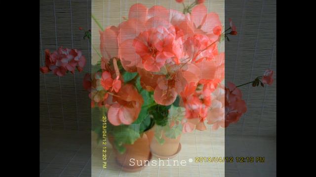 Pelargonium Horizon Red Ice смотреть онлайн