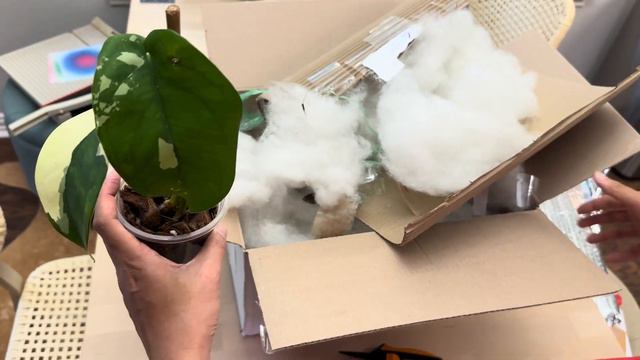 Rare Syngonium Plant Unboxing - Variegated Syngonium Chiapense and Syngonium Pink Rolli смотреть онлайн