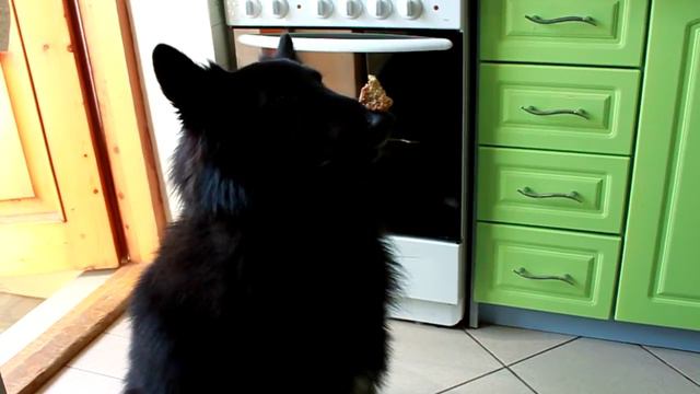 Groenendael.....Focus смотреть онлайн