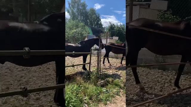 Какие ухоженные лошади в Подмосковье. Село озерецкое смотреть онлайн