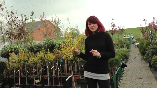 Випуск 9.Бересклет fortunei Emerald'n Gold смотреть онлайн