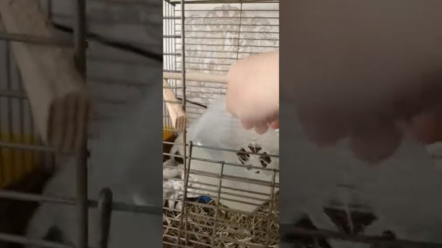 Поилка и домик для грызунов своими руками смотреть онлайн
