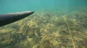 Подводная охота в Чёрном море на кефаль.  Феодосия ЛЕТО 2022г