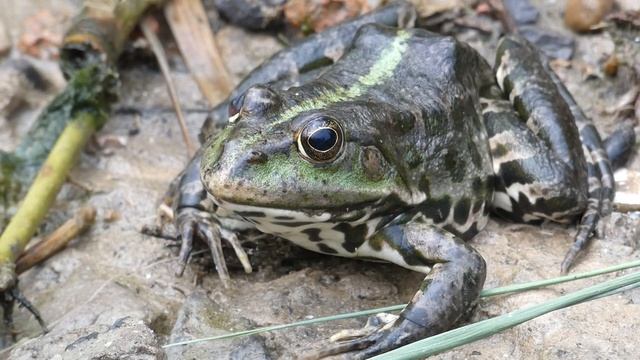 Лягушка и комары. смотреть онлайн