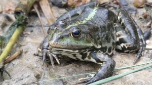 Лягушка и комары.