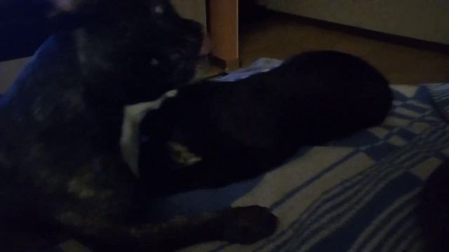 Французский бульдог Альма . Любовь зла ,полюбишь и кота! смотреть онлайн