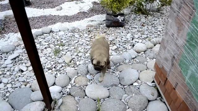 Грязный мопс - лапки и хвост чистые! Будни питомника Himmell Vahe смотреть онлайн