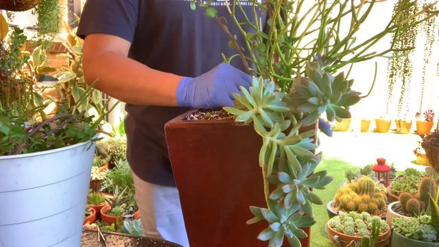 Tall Pot Succulent Arrangement смотреть онлайн