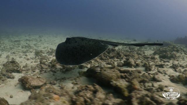 Coin de Mire rays смотреть онлайн
