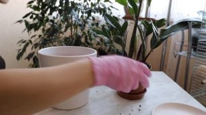 Пересаживаем молодой замиокулькас из магазина. Долларовое дерево.