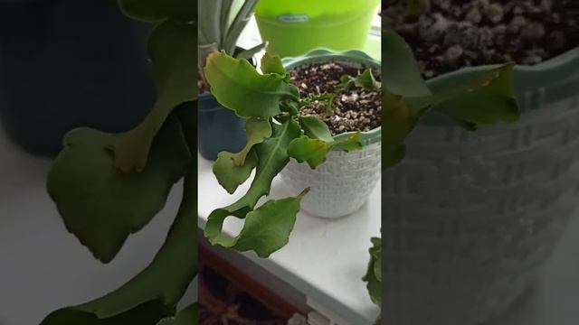 Моя коллекция пополнилась ? эпифиллум - гватемальский, монстроза или мини питахайя ? смотреть онлайн