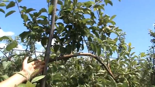 Летняя подрезка яблони в августе смотреть онлайн