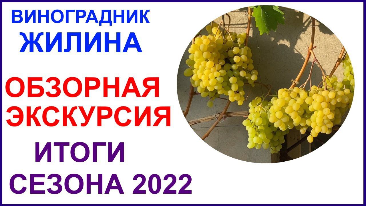 Обзор виноградника Вадима Жилина. Лучшие сорта и ГФ по итогам 2022 года смотреть онлайн