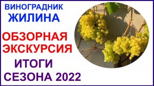Обзор виноградника Вадима Жилина. Лучшие сорта и ГФ по итогам 2022 года