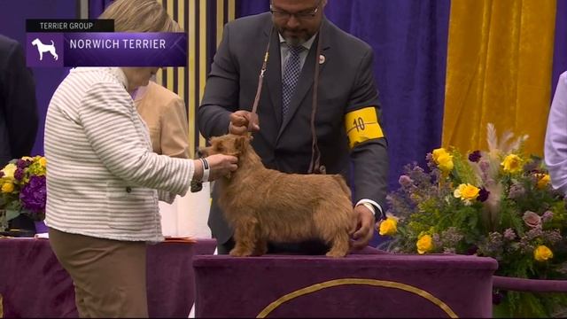 Norwich Terriers Breed Judging 2023 смотреть онлайн