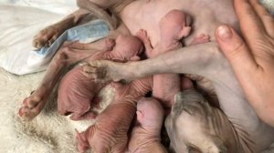 Роды Сфинкса? Ролик не для слабонервных? #сфинкс #роды сфинкса