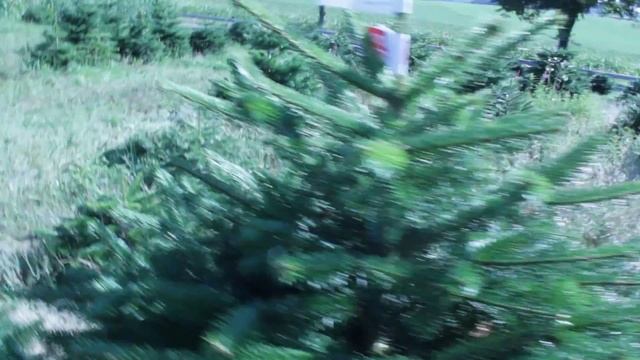 16 376 Пихта Нордмана в горшке 1.20 – 1.40 м. смотреть онлайн