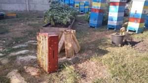 Как   УКРАСТЬ   у   СОСЕДА   пчел  !