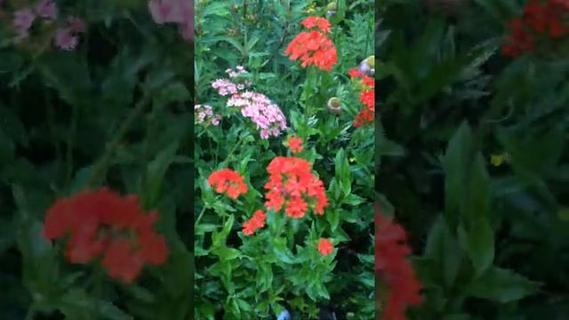 Лихнис халцедонский, или зорька (L. chalcedonica L.) смотреть онлайн