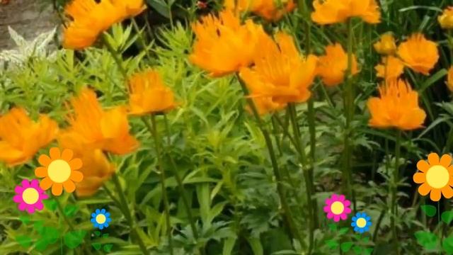 Купальница китайская Golden Queen. Краткий обзор, описание характеристик, где купить саженцы смотреть онлайн