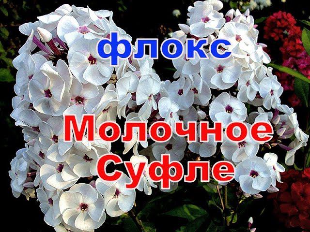 Флокс Молочное Суфле смотреть онлайн