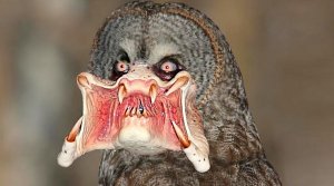 Самые Странные Животные, Обнаруженные в Чернобыле.