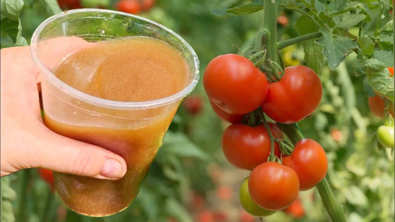 СРОЧНО дайте это В АВГУСТЕ ТОМАТАМ и они обильно заплодоносят! Лучшие рабочие подкормки смотреть онлайн