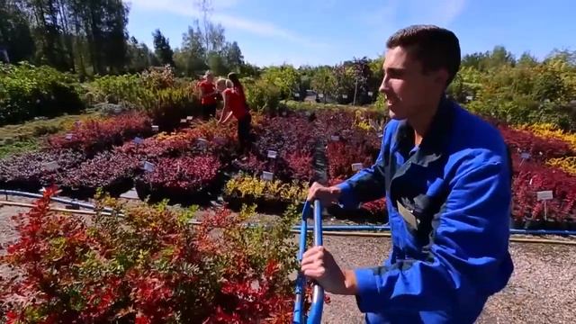 Визитка питомника декоративных растений "Красный клен" смотреть онлайн