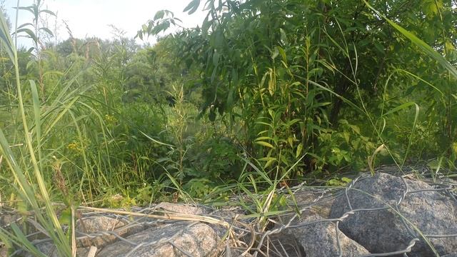 Водяная полевка смотреть онлайн