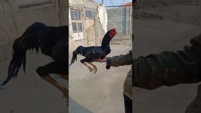 Shamo super black roosters #куры #tovuqlar #chicken #товук #shamo #galo #брама #dakan смотреть онлайн