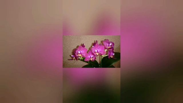Мои Орхидеи | My Orchids | Фото Альбом | Красота и Доброта Спасут Мир смотреть онлайн