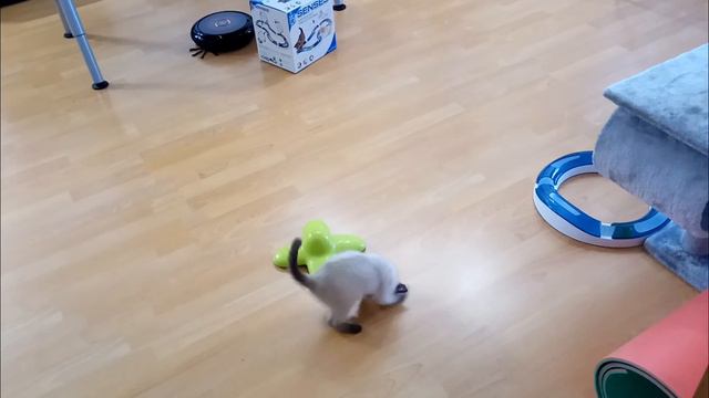 Тайскому котёнку надоело играться, а бабочка всё ещё летает! Нуки хочет спать смотреть онлайн