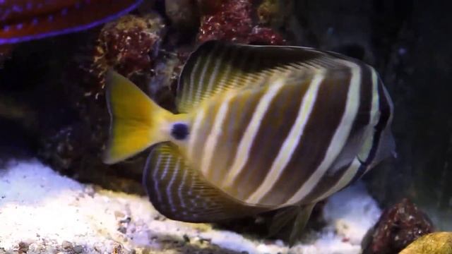 целебная музыка для сердца и сосудов ?успокаивает нервную систему и радует душу, Нежная музыка смотреть онлайн